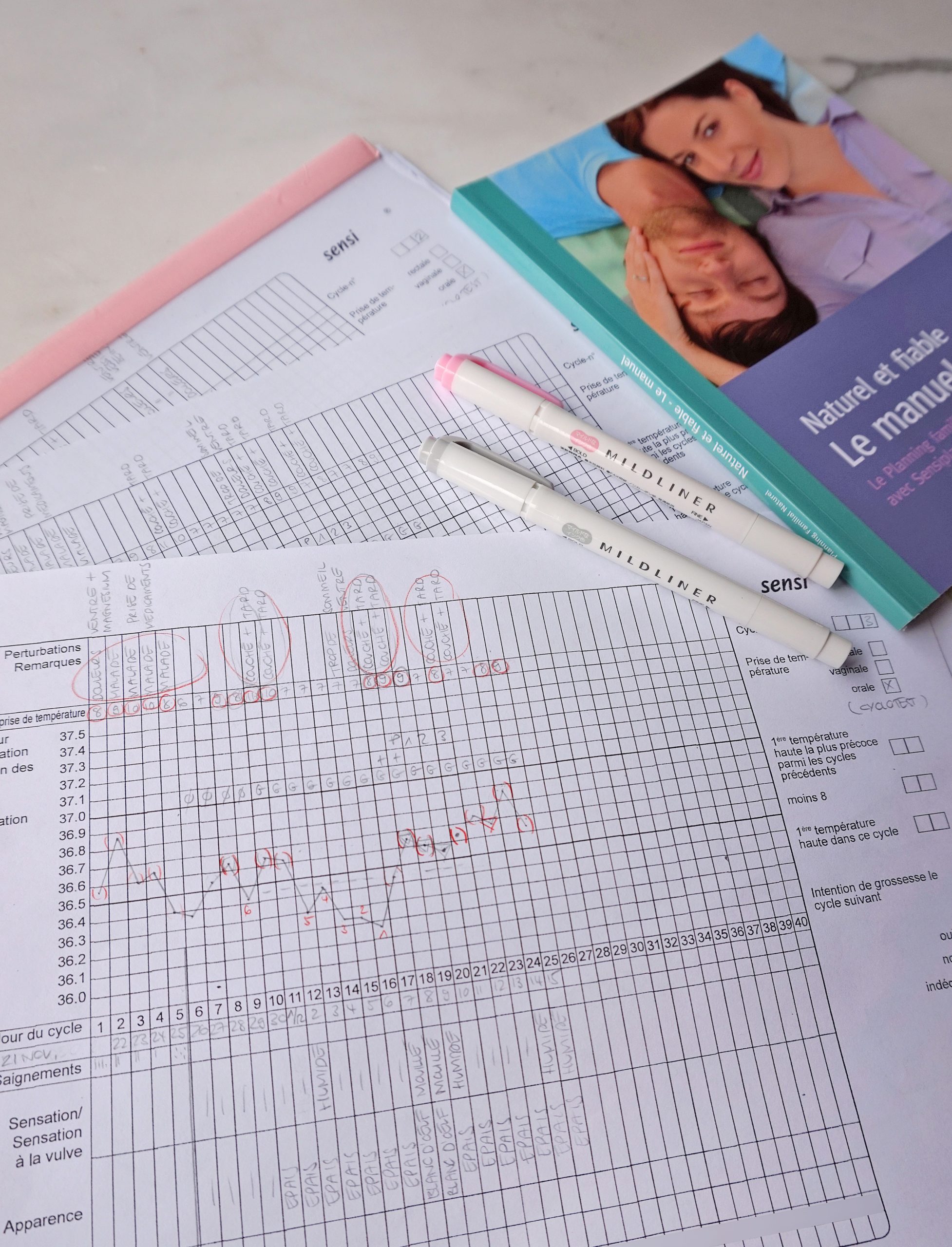 follicular phase